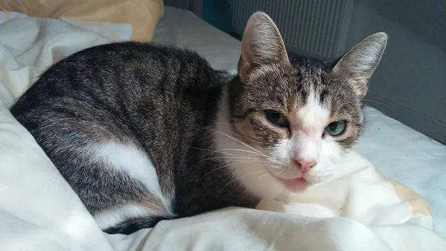 Mačka vráti duševnú harmóniu a radosť