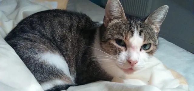 Aj domáci miláčikovia potrebujú svoje súkromie