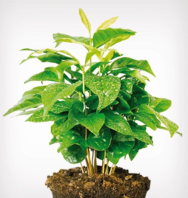 pestovanie-rastlina-arabica
