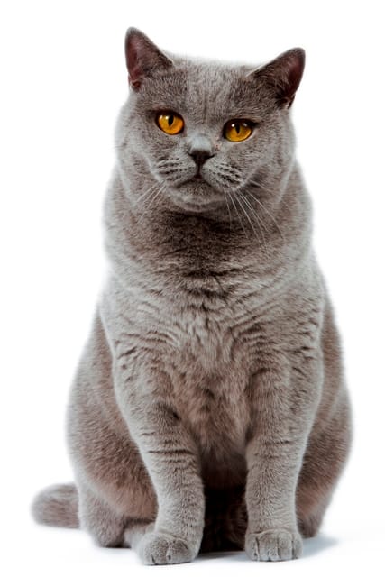 british shorthair